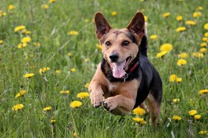 Antiparazitní obojek pro psa: Nejúčinnější ochrana proti klíšťatům a blechám