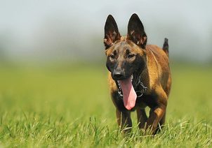 Výcvik psa k dokonalé poslušnosti: Obedience v praxi