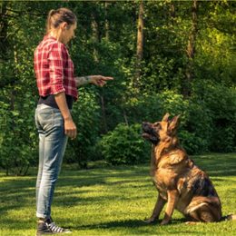 Podstawowa komenda dla psa: klucz do posłuszeństwa i harmonijnego rozwoju