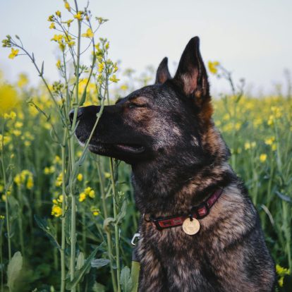 Schützen Sie Hunde und Katzen vor Zecken?