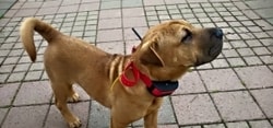 Why are the opponents of electronic collars wrong?