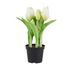 FLORISTA tulipán cserépben, fehér 24 cm