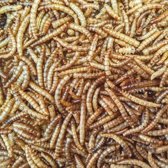 Apetit Mealworm 500g moučný červ