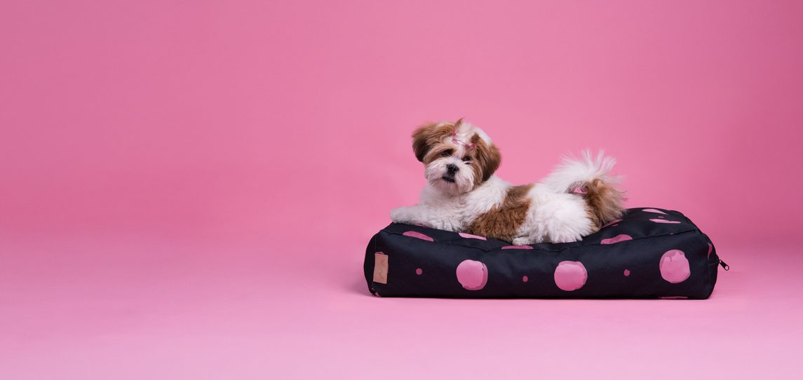 galerie Buddys Dotty Black