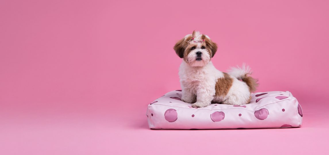 galerie Buddys Dotty Beige