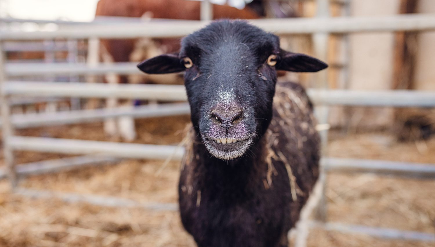 Farma poskytuje azyl opuštěným zvířátkům