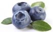Blueberry filling with piece fruit Mella Filling Ireks - 3 kg