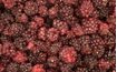 Lyophilised whole blackberries - 1000 g