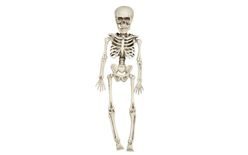 Skeleton - Kostra k zavěšení 40 cm - Halloween