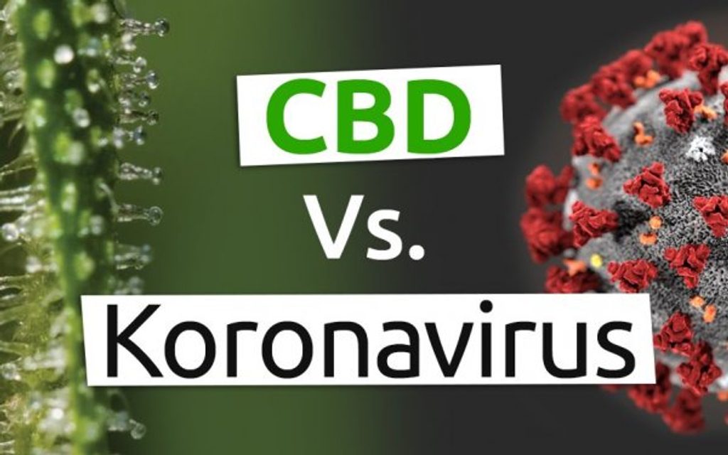 CBD vs. koronavirus