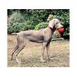 Lanco Pets - Hračka pro psy - Květinový míček