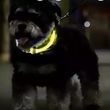 Flexibilní LED obojek pro psy - svítící