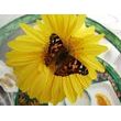 Insect Lore Motýlí pavilón (6-10 housenek) - Butterfly Pavilion