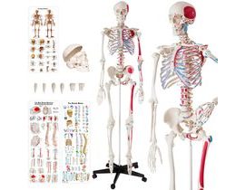 tectake 400963 anatomický model lidská kostra 180cm s označením svalů a kostí - bílá bílá PVC