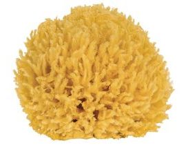 Přírodní mořská mycí houba