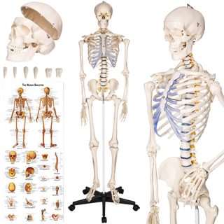 tectake 400502 anatomický model lidská kostra 180 cm - bílá bílá PVC