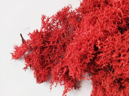 Dekorativní Sobí mech Naturel Raspberry Red 500 g - malinově červená