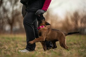 Pořizujeme si psa "Jak správně vychovat štěně"