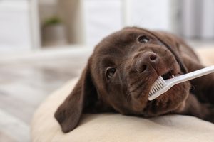 Jak se starat o zuby psů a koček