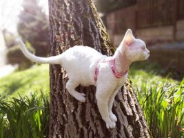 Genová terapie jako nový způsob prevence zabřezávání u koček