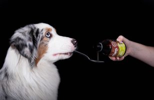 Doplňky stravy pro psy na míru