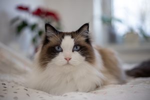 Jak detekovat zdravotní problém koček v domácím prostředí pomocí kočkolitu?