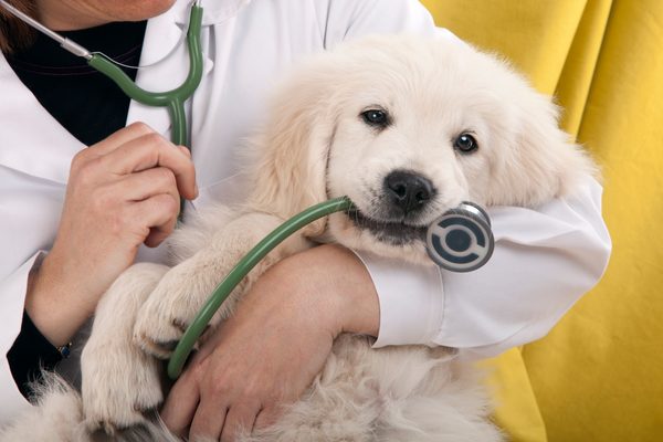 Pořizujeme si psa "Veterinární minimum"