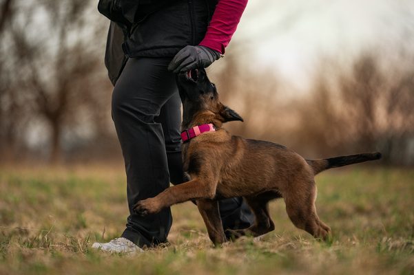 Pořizujeme si psa "Jak správně vychovat štěně"