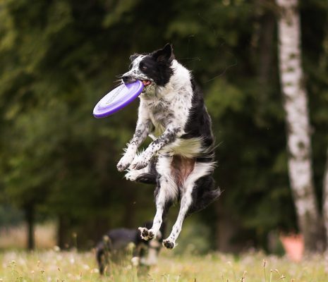 Dogfrisbee