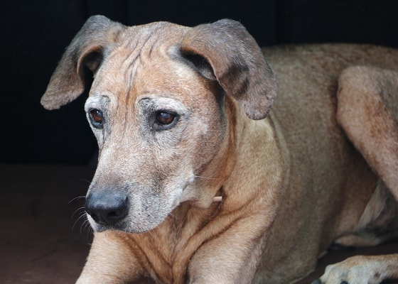 Dana Marečková - Rhodéský ridgeback