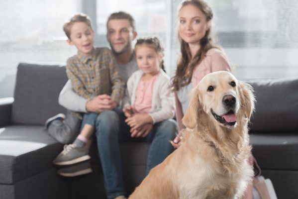 10 psích plemen, která dobře vycházejí s dětmi