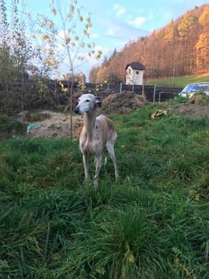 Chrt Galgo jménem Pilli