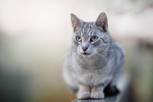 Génová terapia ako nový spôsob prevencie zabrezávania u mačiek
