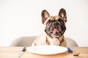Výživa psa - jak správně krmit