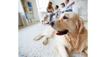 Základné pravidlá správanie psov v rodinnej svorke