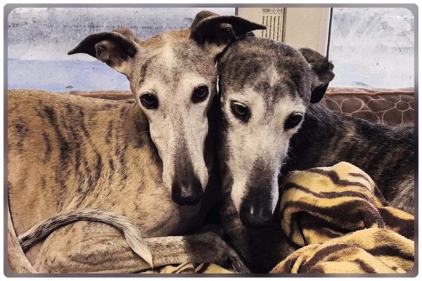 Virtuálna adopcia španielskeho chrta Galgo - Pili