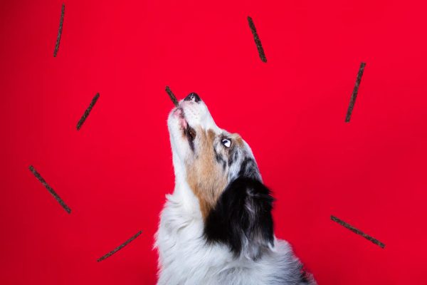 For Pets 2025