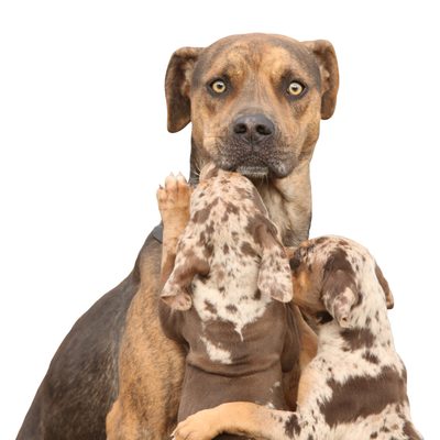Catahoula čiže leopardí pes - pes pre mimoriadne tvrdú prácu