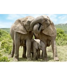 Puzzle Sloní rodina 1000d