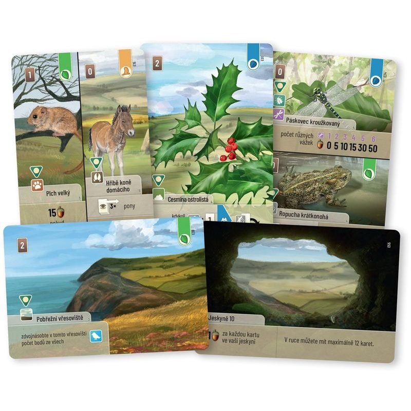Smíšený les: Dartmoor - Exmoor