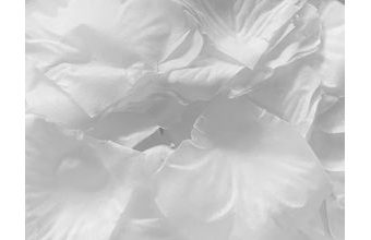 Bílé okvětní lístky růží - nejedlá dekorace