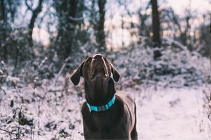 Jak pečovat o psa v zimě a chránit jeho zdraví?