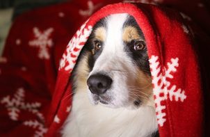 Psie labky v zime trpia - ako sa o ne správne starať?