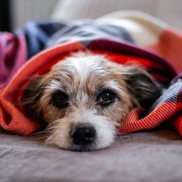 První pomoc při podchlazení psa: Jak jednat v zimě