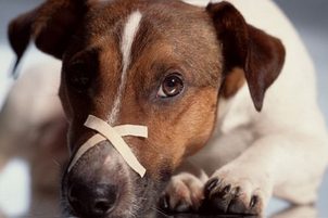 Psinka – nebezpečná nemoc psů. Jak ji poznat a léčit?