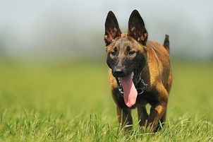 Výcvik psa k dokonalé poslušnosti: Obedience v praxi