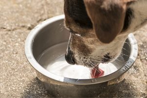 Fontány, dávkovače vody a pítka pro psy i kočky - jak vybrat?