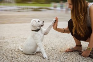 Jak cvičit psa a naučit ho základní povely
