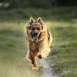 Jak odnaučit psa utíkat za zvěří