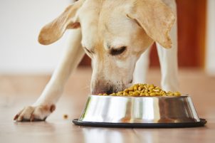 Jak vybrat nejlepší granule pro psa? Poznejte kvalitu ve 3 krocích